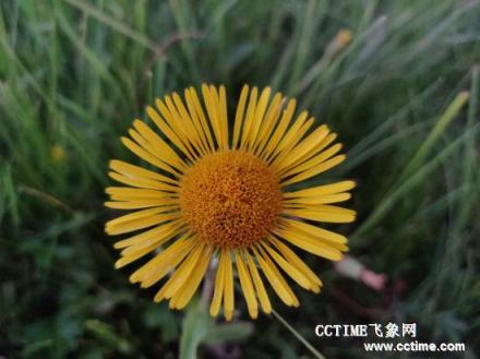 華為麥芒7評(píng)測(cè)：吃雞不卡，拍照有驚喜