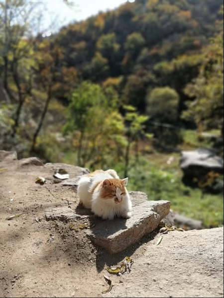 民宿老板與華為麥芒7：尋找年輕的可能