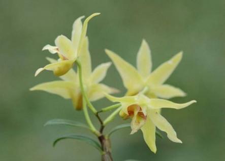 仙草石斛蘭美肌，植物醫(yī)生別樣成人禮