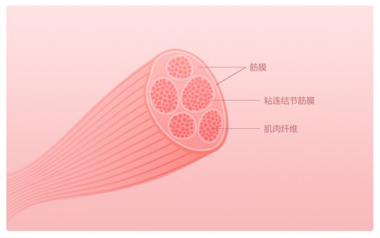 摩摩噠筋膜放松按摩器，深度按摩健身恢復(fù)首選