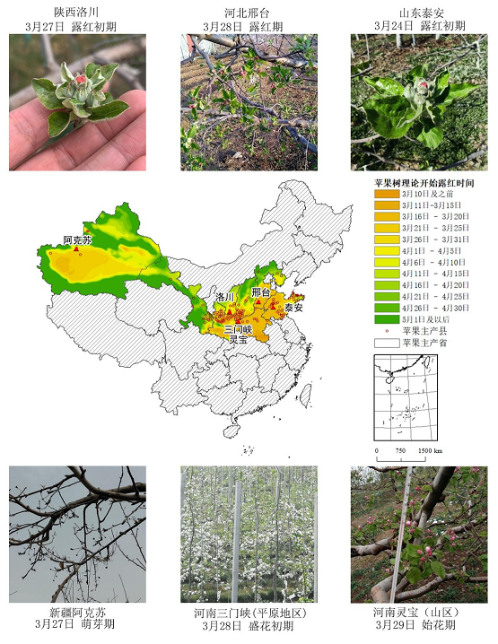 農(nóng)業(yè)農(nóng)村部信息中心與佳格天地聯(lián)合發(fā)布2020年全國(guó)主產(chǎn)區(qū)蘋(píng)果花期凍害預(yù)警分析