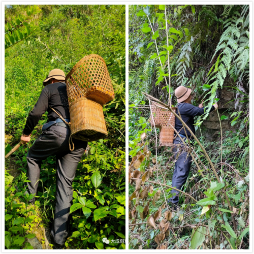 大成侗草：侗草秘藥，百年傳承