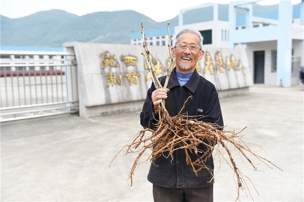 仲景宛西安徽南陵牡丹皮基地，聽一段守候1825天從種子到藥丸的故事