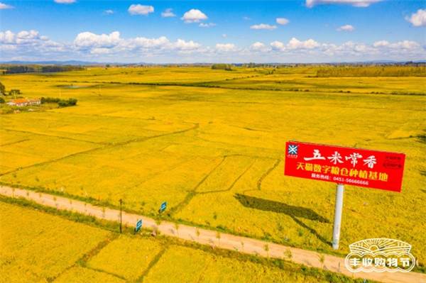 聚焦原產地，天貓將今年第一份“最好的大米”直達餐桌