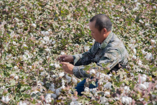 智能農機助力新疆棉花生產，今年同比增長4.1%