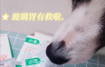 狗狗的好物分享 養(yǎng)犬必看狗狗的好物小寵腸胃寶