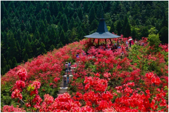 丹寨杜鵑花開紅艷艷 ， 艷麗的色彩如海浪般翻騰！