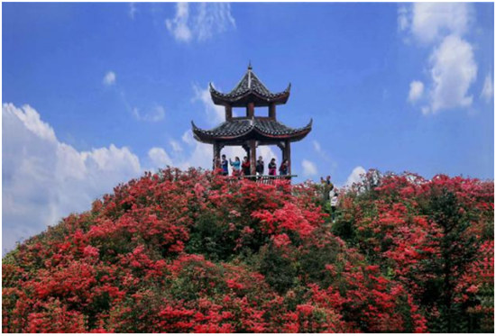 丹寨杜鵑花開紅艷艷 ， 艷麗的色彩如海浪般翻騰！