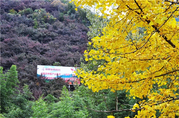 湖北黃岡安品大藥房 十堰九州通走進仲景故里宛西制藥