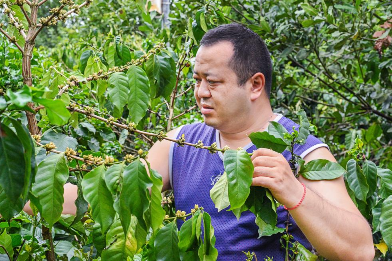 云南咖啡種植戶趙宏賓沖刺京東618：電商帶動種植戶收入翻倍