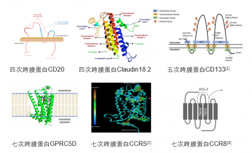 Claudin18.2: ACROBiosystems百普賽斯推出全長(zhǎng)多次跨膜靶點(diǎn)蛋白，具使命意義