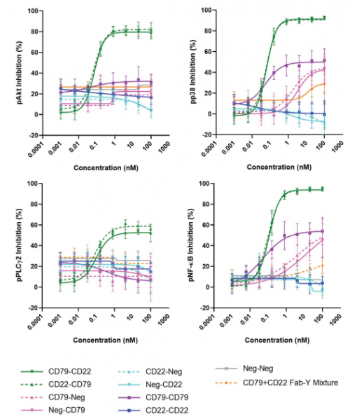 ACROBiosystems百普賽斯解讀CD79B，助力滿足臨床待滿足需求