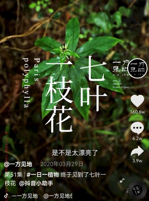 香蕉為什么向上生長？她在抖音為440萬人科普植物的奧秘