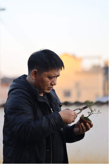 微拍堂里小微盆景，在自然意境中走向文化共富