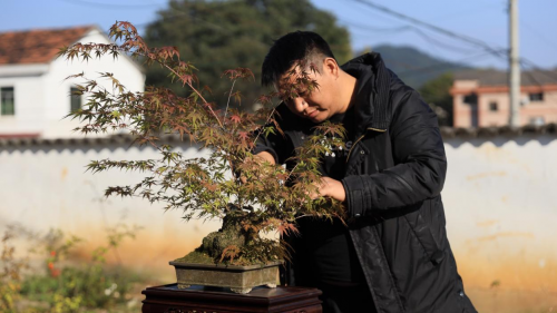 微拍堂里小微盆景，在自然意境中走向文化共富