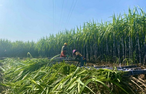 江山甘蔗增收又豐收 叮咚買菜綠水青山助力共同富裕