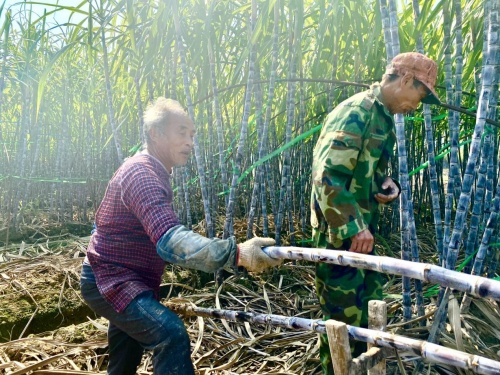 江山甘蔗增收又豐收 叮咚買菜綠水青山助力共同富裕