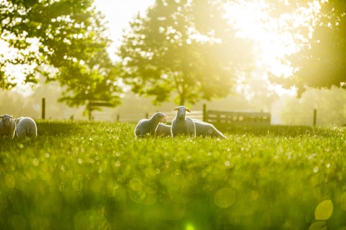 Spring Sheep?春綿?榮獲農(nóng)牧企業(yè)最快增長(zhǎng)Top1，高端綿羊奶引領(lǐng)世界乳品新未來(lái)！