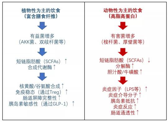 長期少吃多動血糖仍反復？降糖同時還要平衡糖尿病腸道菌群