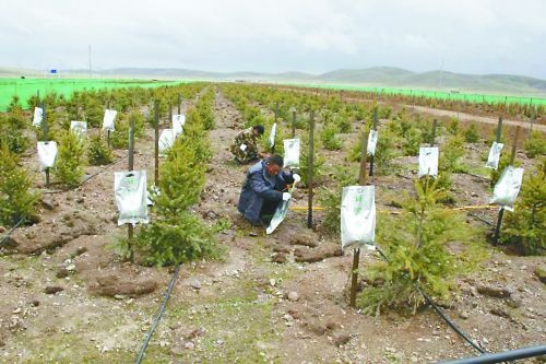 億利集團從根本改善沙漠惡劣生態(tài)環(huán)境，讓不毛之地變?yōu)榫G色家園