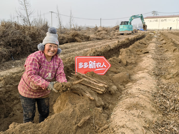 12月初，正值麻山藥采收季，新鮮的麻山藥將通過新電商平臺(tái)走進(jìn)千家萬戶.jpg