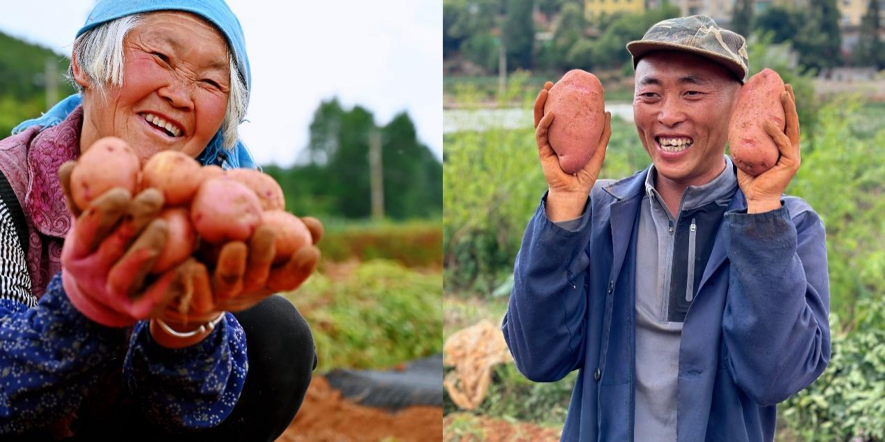 5月底，尋甸回族彝族自治縣倘甸鎮(zhèn)的薯農(nóng)們正忙著收獲洋芋.jpg