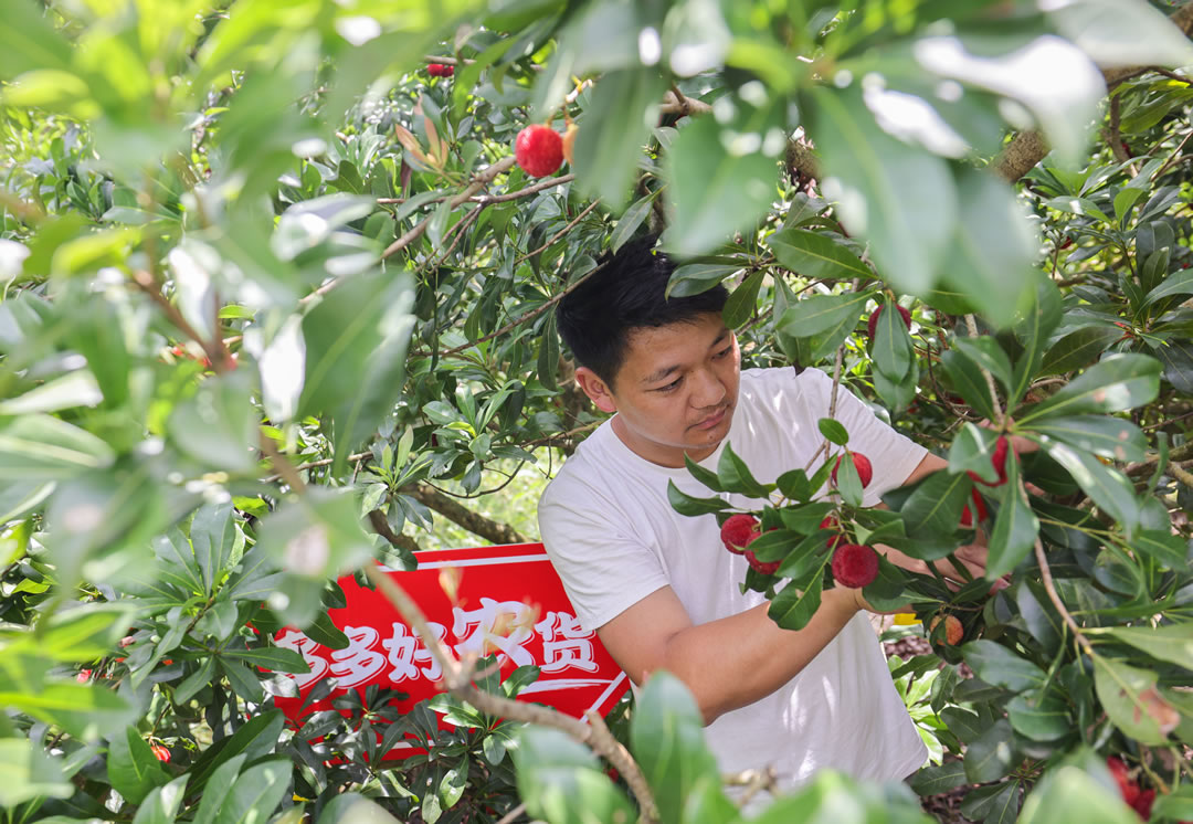 90后新農(nóng)人郭帥從17歲開(kāi)始接管家中的果園，到現(xiàn)在已經(jīng)有16年種植經(jīng)驗(yàn)。（攝影 那木黑）.jpg