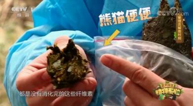 山丘用熊貓便便做紙巾 而且還是食品級(jí)！