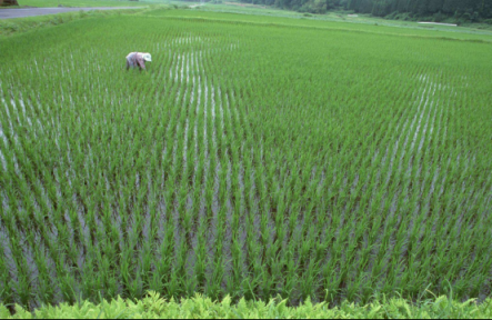 蘇寧315全民煥新節(jié)好米日，一起享受好米時節(jié)