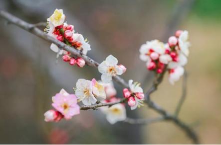 煙花三月，老司機(jī)教你最正確的踏春打開方式！