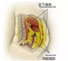 少鹽真的能減脂么？減了這么多年肥終于發(fā)現(xiàn)了真相