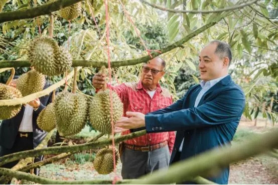 蘇寧“卞包包”再出手！這次是泰國(guó)2000萬(wàn)顆榴蓮