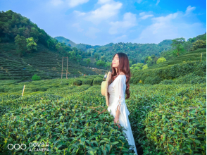 不舍杭州4月天，同我一起躲進(jìn)春天的茶園