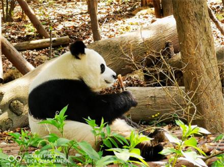 完美捕捉新舊成都 天府就在華為P30的鏡頭里