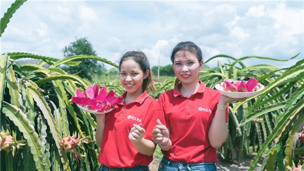 蘇寧快消再下一城，“包圓”越南3萬畝火龍果基地