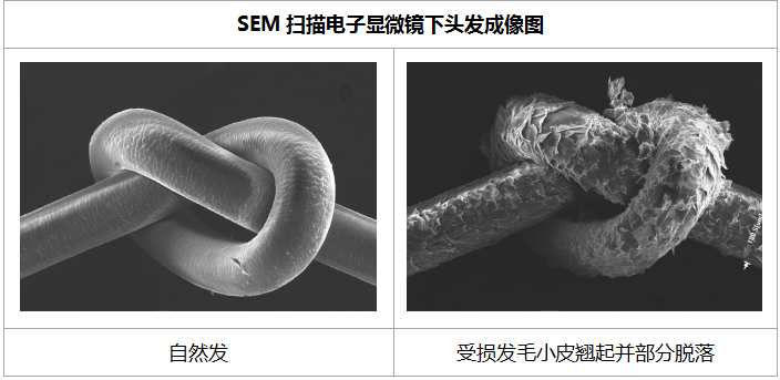 歷經(jīng)研究1600千米真人頭發(fā)，戴森頭發(fā)科學(xué)關(guān)懷你的發(fā)絲健康