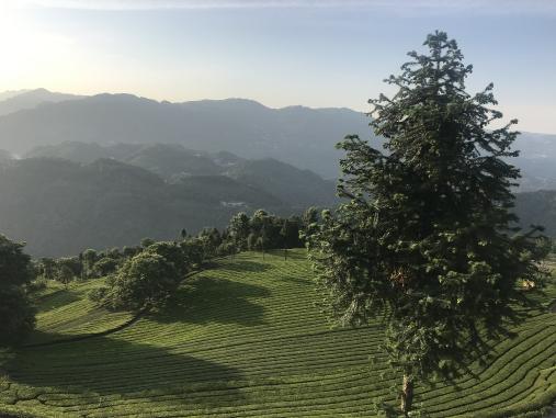 古有中俄茶道，現(xiàn)有電商扶貧助力五峰茶葉走出大山