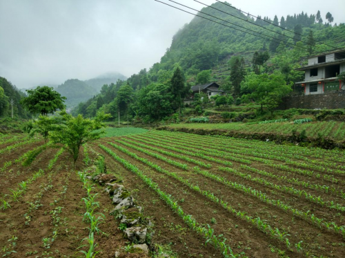 助力貧困縣變身，蘇寧拼購智慧零售賦能優(yōu)勢獲央黨媒點贊