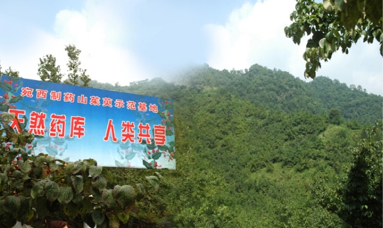 仲景宛西制藥獲2018年“優(yōu)質(zhì)道地中藥材十佳規(guī)范化種植基地”榮譽(yù)