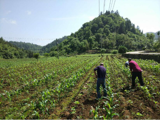 供應(yīng)鏈“造血”助湖北宣恩快速脫貧，蘇寧拼購助力全面建成小康社會