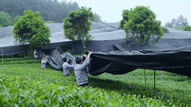 在中國，你喝到真抹茶的概率有多大？