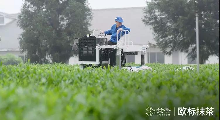 你喝的是抹茶還是茶粉?五個(gè)方面看清真假