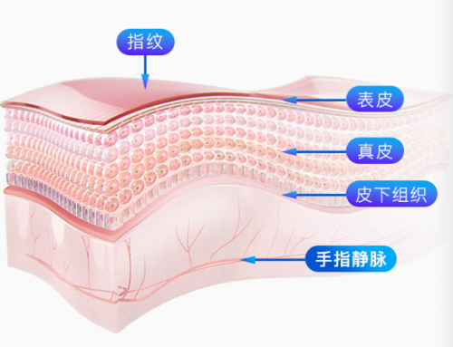 指紋解鎖出現(xiàn)安全隱患，何不試試指靜脈智能鎖？