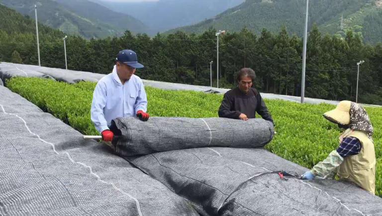 抹茶研究院帶你了解，如何判斷抹茶品質(zhì)下降？