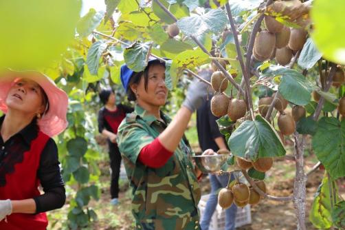 京東11.11超百億補貼助力陜西獼猴桃打破全網(wǎng)底價，每個僅0.45元