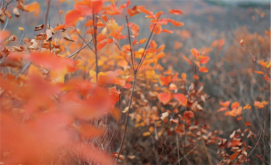 精明“錯(cuò)峰游”看這里!賞最美紅葉，住風(fēng)情民宿，每一處都是仙境!