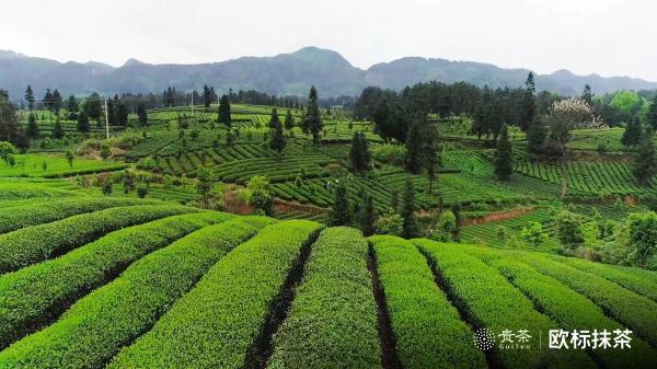 貴茶歐標(biāo)抹茶，天時(shí)地利人和的選擇