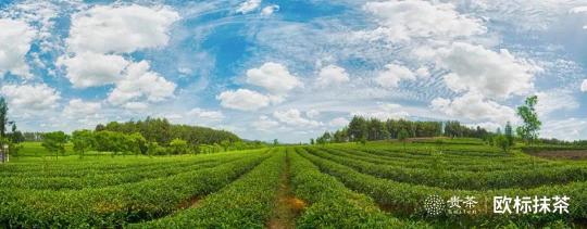 貴茶歐標(biāo)抹茶，天時(shí)地利人和的選擇