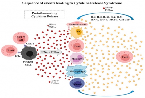 ACROBiosystems百普賽斯抗體矩陣再添新IFN-γ，助力加速生物藥研發(fā)上市進(jìn)程