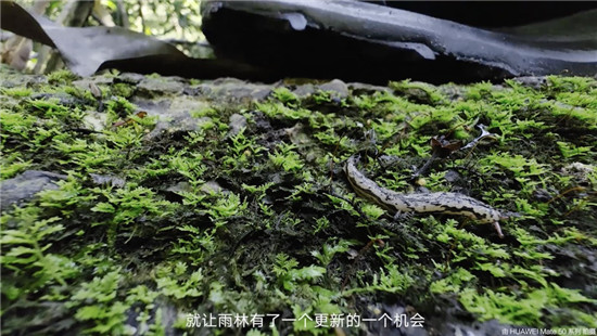 去雨林深處，聽(tīng)大象長(zhǎng)吟，自然紀(jì)錄片《尋象》正式上線！